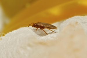 Image showing Bed bug