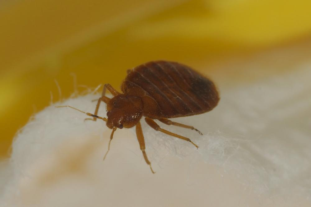 Picture showing a need for bed bug treatment preparation